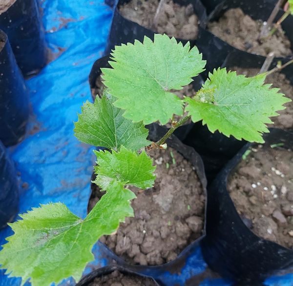 Vitis vinifera 'Dornfelder' Üzüm Fidanı