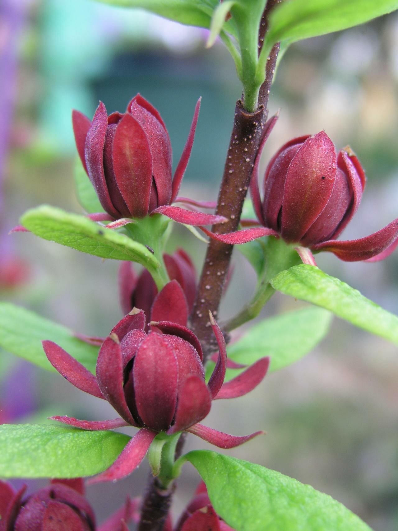 Kırmızı Kadeh Çiçeği, Kızılçanak Calycanthus Foridus Michael Lindsey, 120 cm