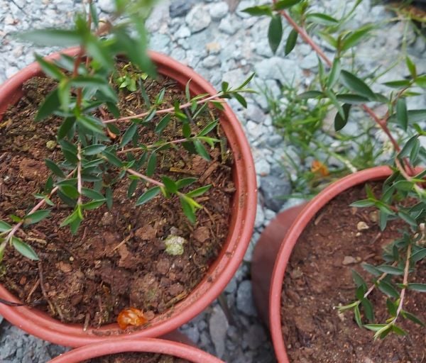 Leptospermum Lanigerum Coral Candy Okyanus Mersini, Manuka Çay Ağacı Fidanı 20-25 cm