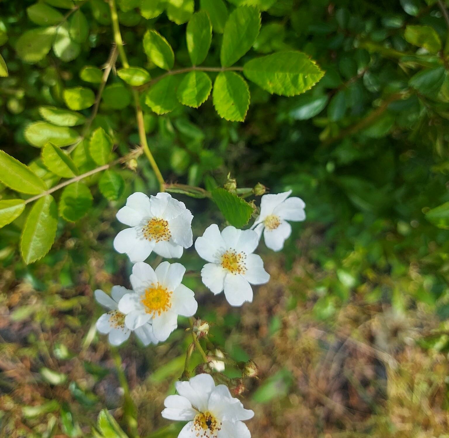 Beyaz Çiçekli Yaban Gülü 100-150 cm