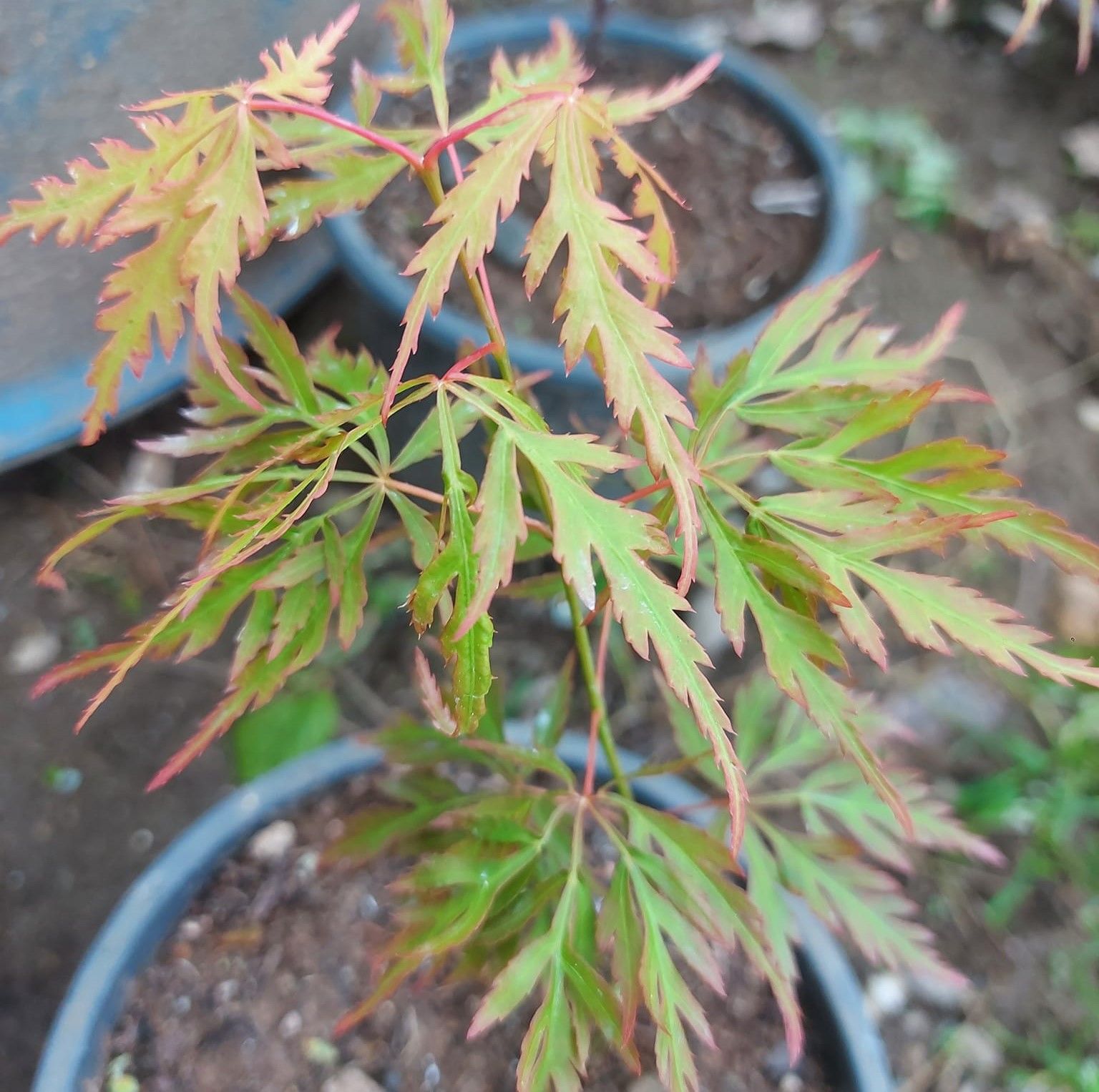 Acer palmatum Emerald Lace Japon Akçaağaç fidanı