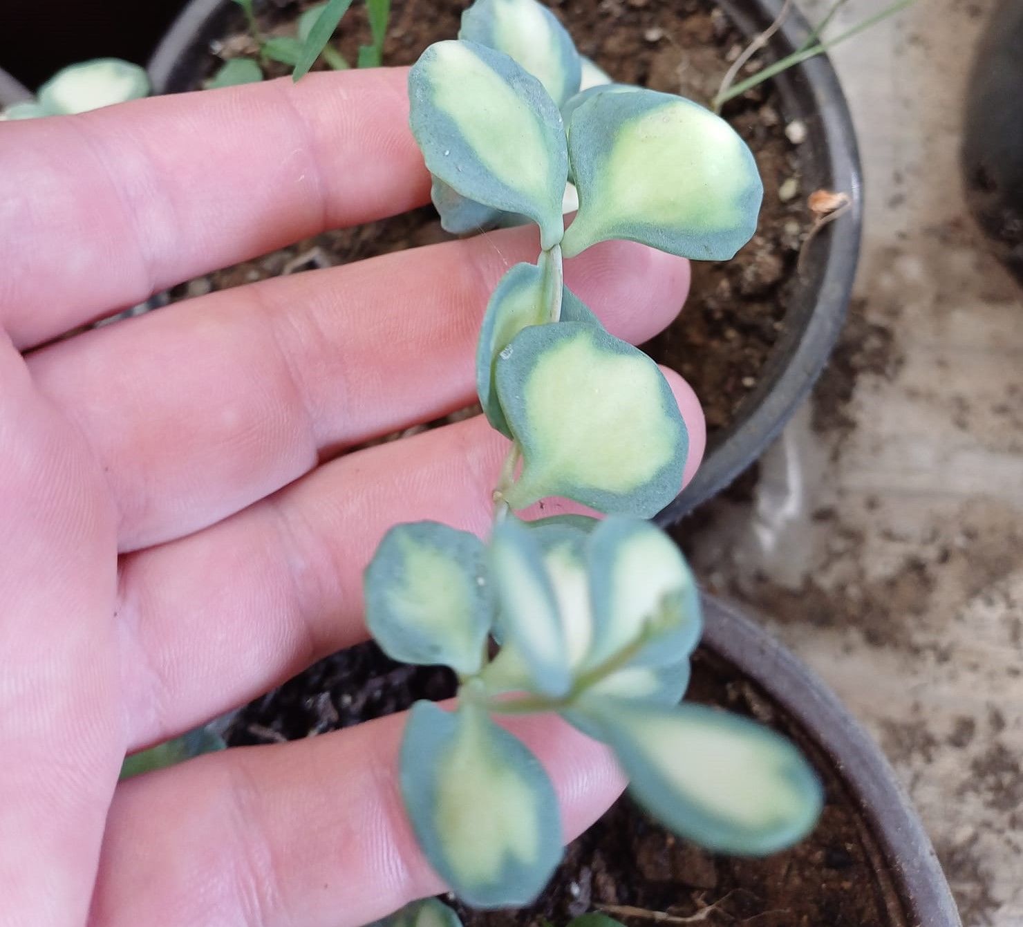 Sedum Sıeboldıı Medıovarıegatum