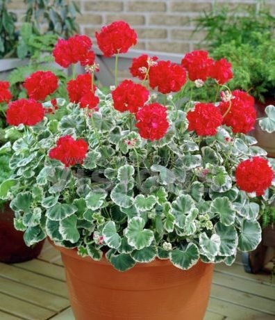 Wilhelm Langguth Dekoratif Sardunya Fidesi ithal Pelargonium Deco