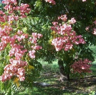 Güvey Kandili Ağacı(Koelreuteria Paniculata) Boy 350 cm