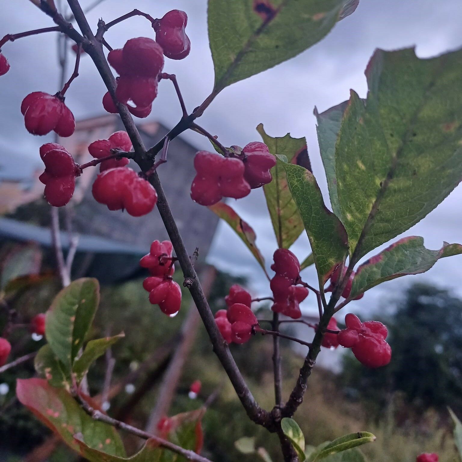 Euonymus Latifolia 170-200 cm-Bol Çiçekli