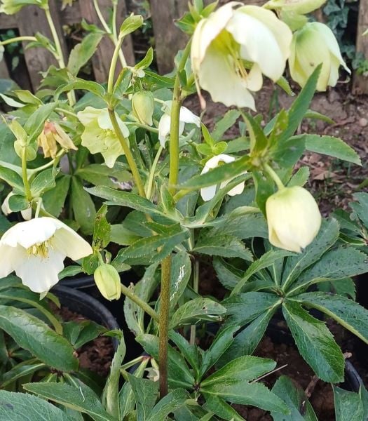 Helleborus Orientalis Pretty Ellen White (Noel Gülü) Fidanı-Anaç