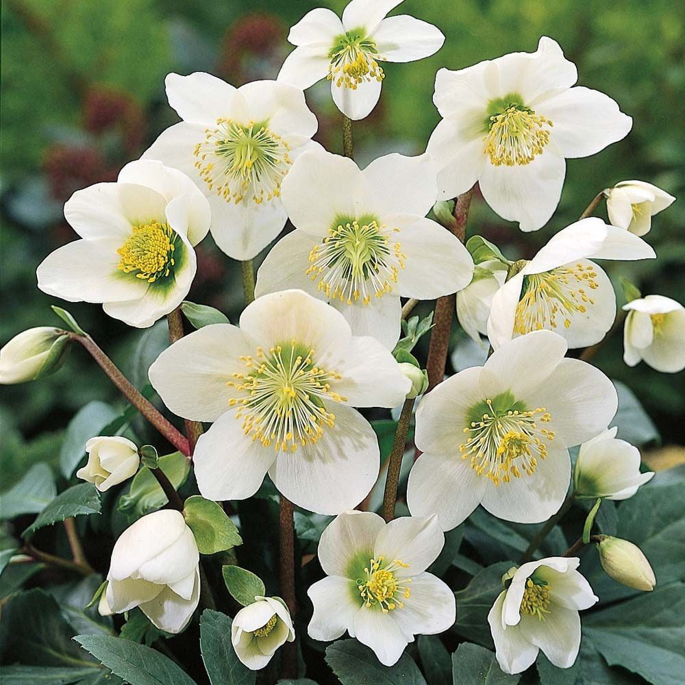 Helleborus Orientalis Pretty Ellen White (Noel Gülü) Fidanı-Anaç