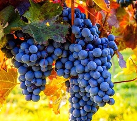 Vitis Regent Blue 20-30 cm