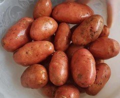 Tatlı Patates Fidesi Turuncu Erato Orange Sweet Potato 2 Adet