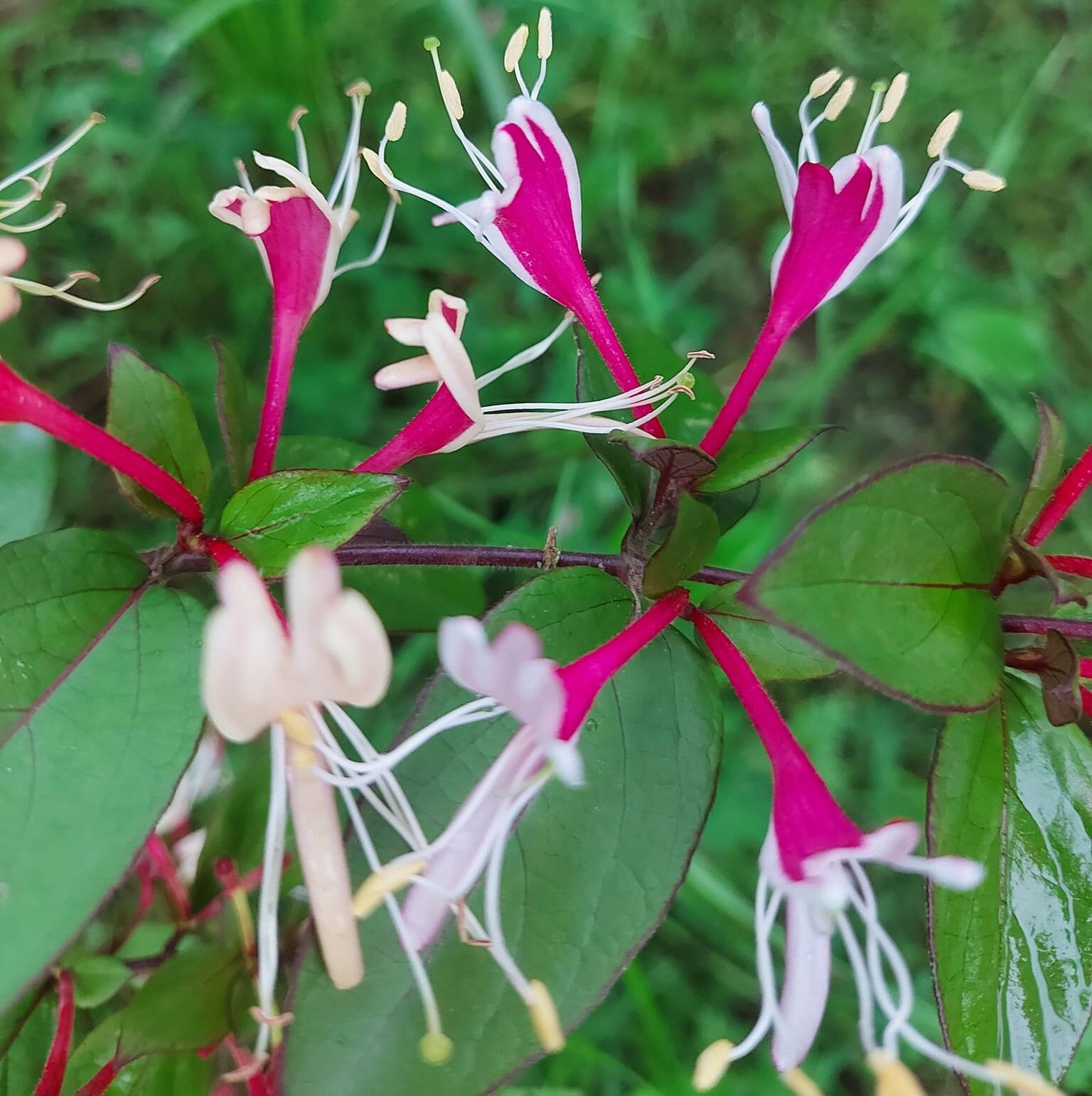 Italian Honeysuckle (Lonicera Caprifolium) Fidanı