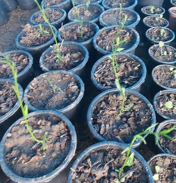 Solanum Crispum 20 cm-Şili Patates Asması Çiçeği