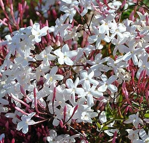 Jasminum Polyanthum- Pembe Tomurcuklu Kış Yasemini 40-60 cm