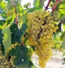 Tokat Narince Üzüm Fidanı Yapraklık-Şaraplık 3 Yaş