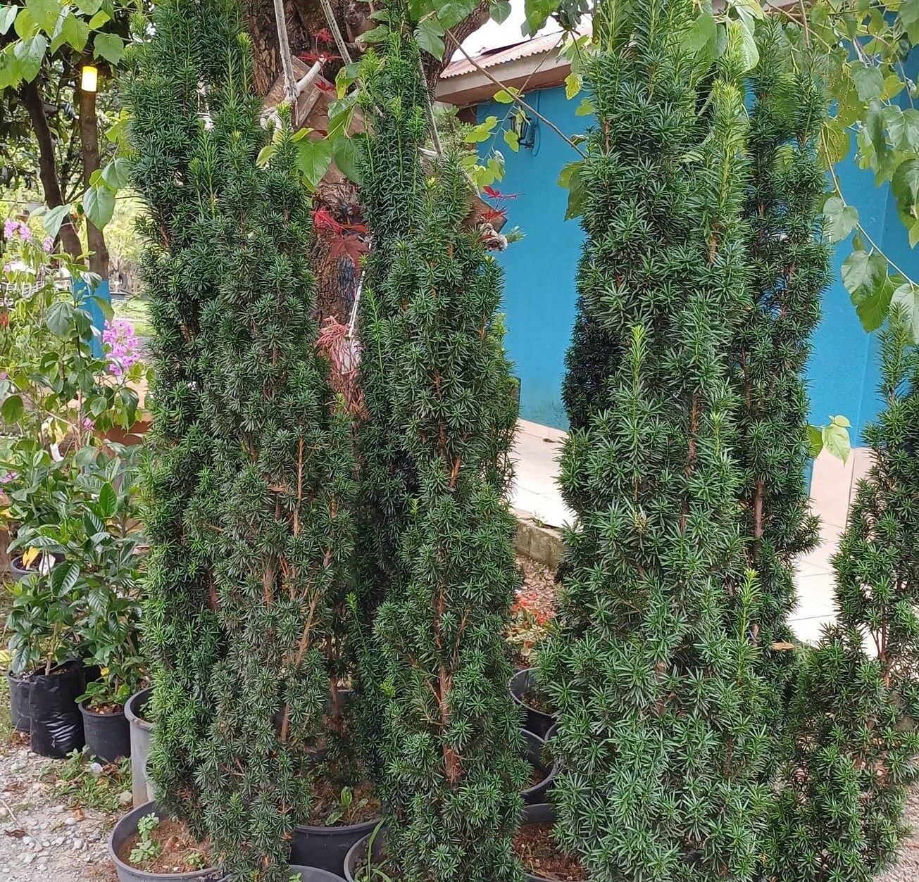 Taxus Baccata Fastigiata Aurea-Porsuk Fidanı 200 cm