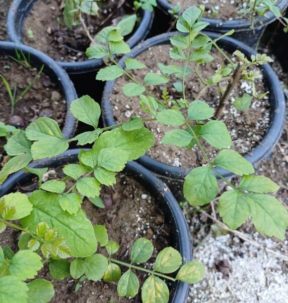 Tecomaria Capensis