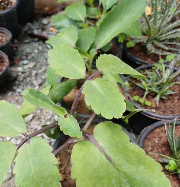 Bryophyllum Pinnatum Kalanchoe