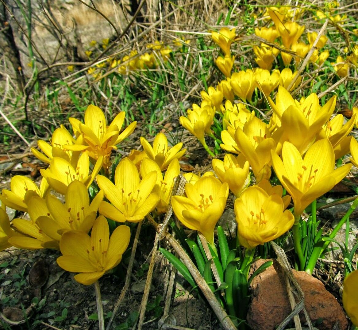 Colchicum Speciosum Vargit Çiçeği Sarı Renk-Üzeri Çiçekli