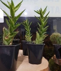 Aloe Sguarrosa 20 cm