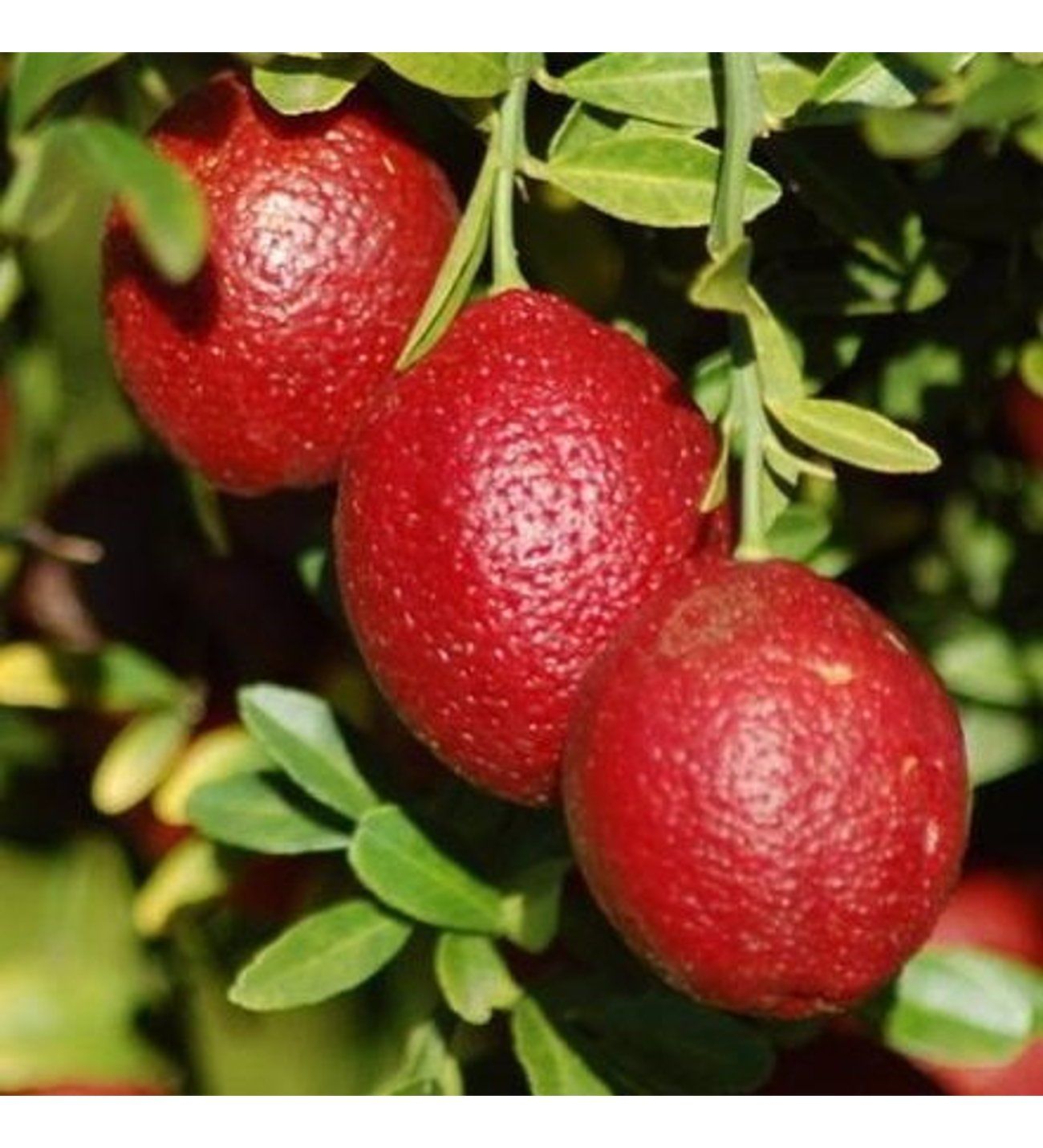 Avustralya Kırmızı Limonu (Australian Blood Lime) 150-200 cm- 8 Yaş-Meyveli Fidan