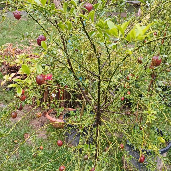 Avustralya Kırmızı Limonu (Australian Blood Lime) 150-200 cm- 8 Yaş-Meyveli Fidan