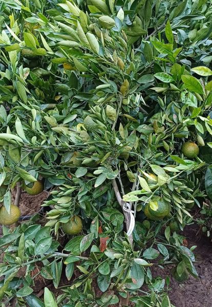 5 Yaş Aşılı W.Murcott Mandalina Fidanı-Üzeri Meyveli