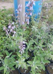 Salvia Officinalis Adaçayı Fidanı