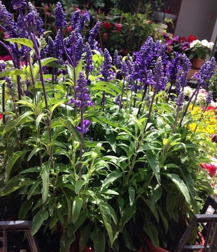 Salvia Officinalis Adaçayı Fidanı