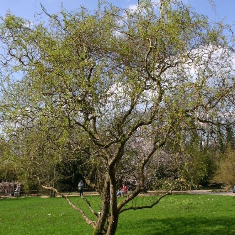 Salix Matsudana 'Tortuosa' Helezon Söğüt Fidanı 300-320 cm