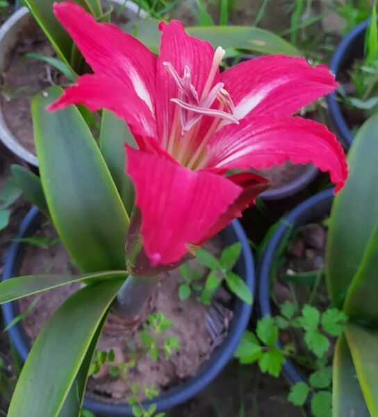 Amaryllis Linda- Kırmızı-Beyaz-Çizgili-Canlı Bitki
