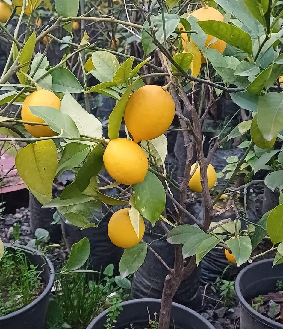 Mayer Limon Fidanı- 3-4 Yaş- Meyveli-Saksılı