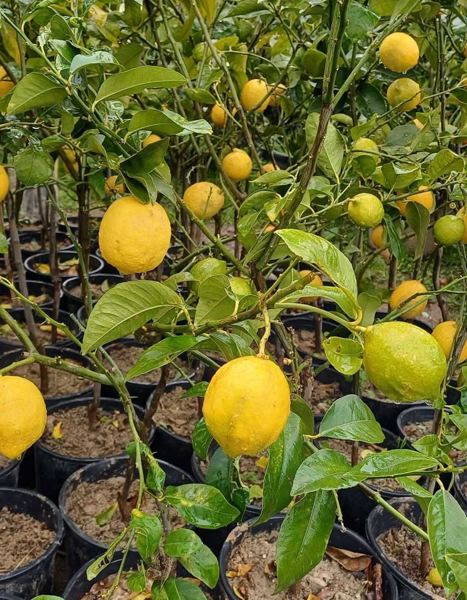 Yediveren Limon Fidanı 4 Yaş 150-180 cm-Üzeri Meyveli