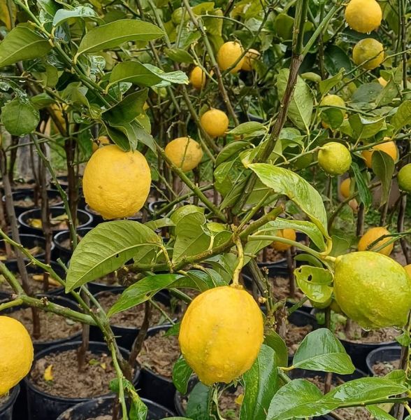 Yediveren Limon Fidanı 4 Yaş 150-180 cm-Üzeri Meyveli