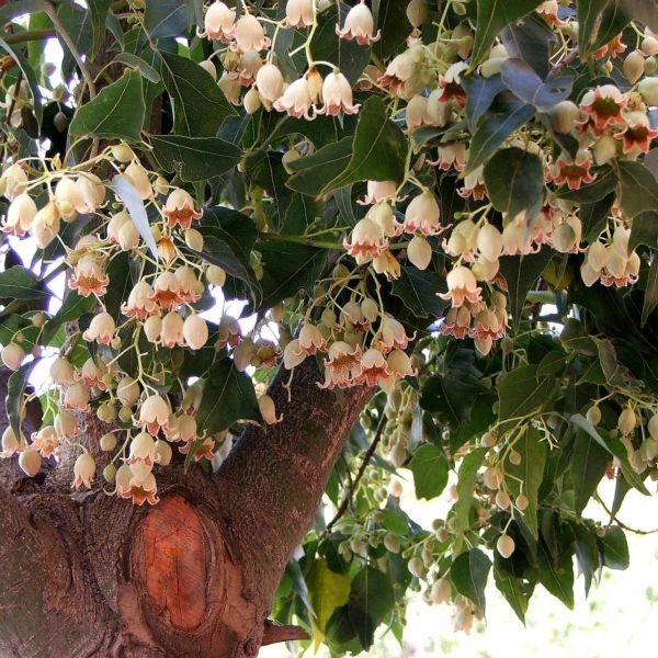 Brachychiton Populneus Şişe Ağacı Japon Kavağı Fidanı 150 cm-5 Yaş