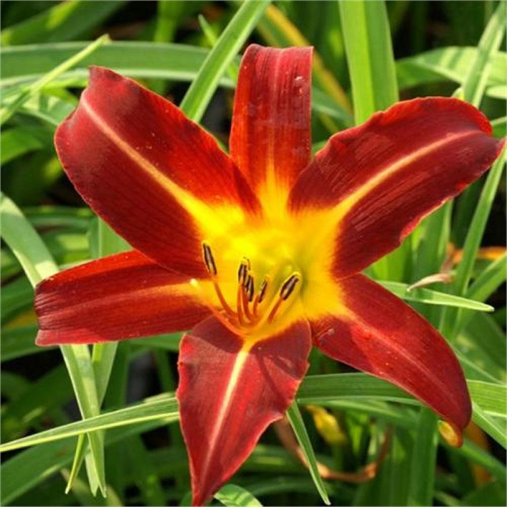 Güngüzeli (Hemerocallis) Fidesi Canlı Bitki Mix