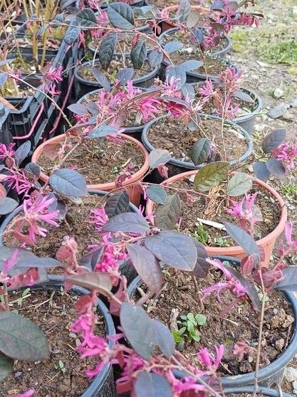 Loropetalum (Chinense Rubrum) Bitkisi