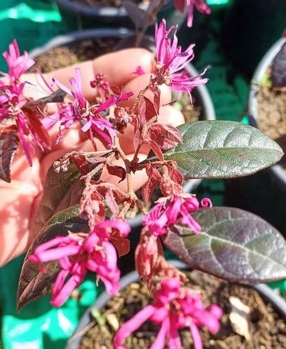 Loropetalum (Chinense Rubrum) Bitkisi