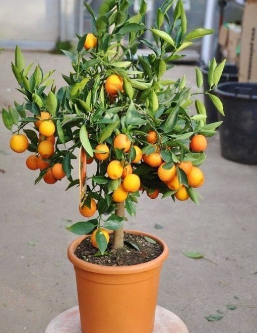 Citrus Kucle Fidanı 120-150 cm-4 Yaş-Meyveli