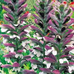 Acanthus Mollis Ayı Pençesi Fidesi