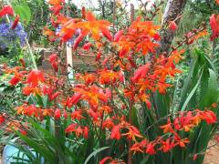 Montbretia  Crocosmia-Şeytan Çatlatan Fidanı