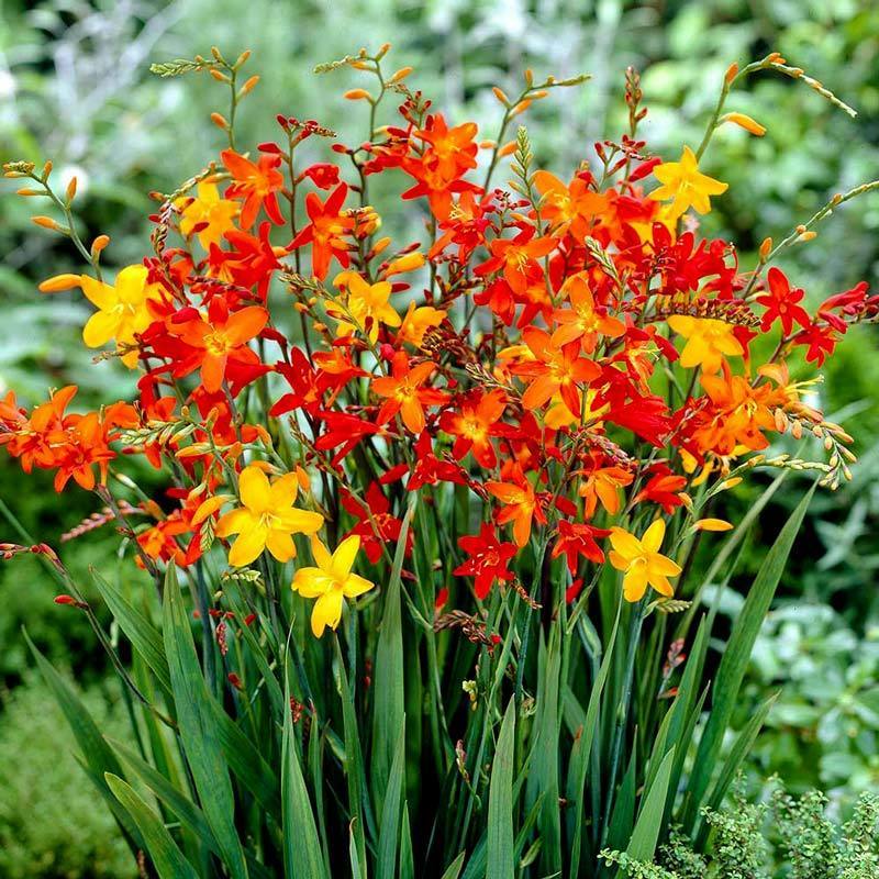 Montbretia  Crocosmia-Şeytan Çatlatan Fidanı