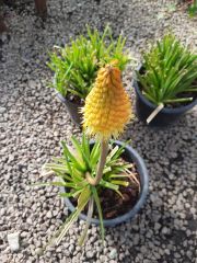 Kniphofia Alcazar  Meşale Zambağı Fener Çiçeği Fidesi