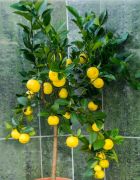 Citrus limetta ´Pursha` - Sweet Lemon, Roman Lime Fidanı 150-170 cm (5 Yaş)
