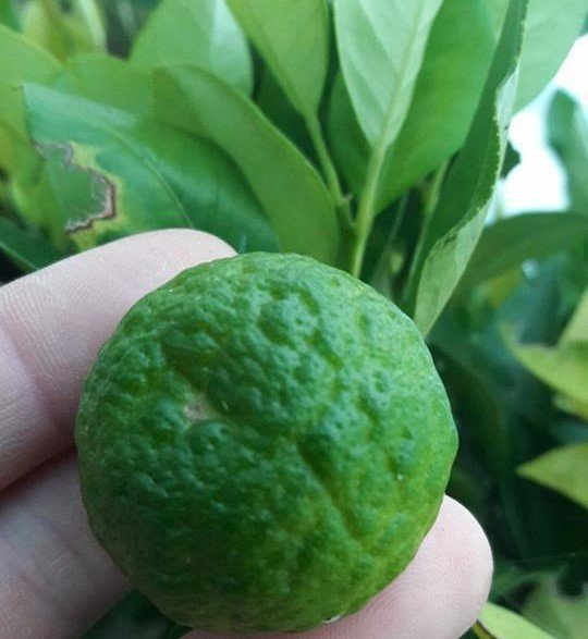 Citrus limetta ´Pursha` - Sweet Lemon, Roman Lime Fidanı 100-130 cm (3 Yaş)-Meyveli
