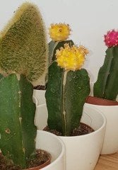 Sarı Kaktüs,Chamaecereus Silvestrii Variegata Aşılı