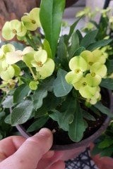 Euphorbia Milii - Sarı Çiçekli Dikenler Tacı Çiçeği-