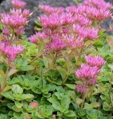 Sedum Spurium Kırmızı Çiçekli