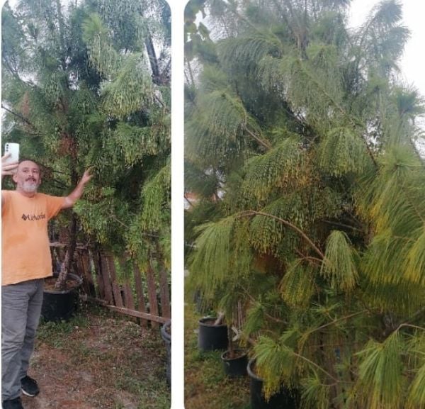 Pinus Wallichiana-Ağlayan Çam Fidanı 500 cm
