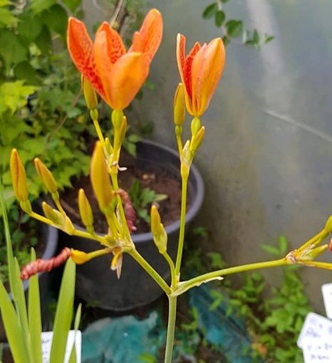 Leopar Zambağı-Canlı Bitki- Çiçek Açan Bitki