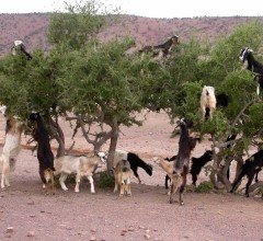 Argan (Argania Spinosa) Fidanı 50-100 cm