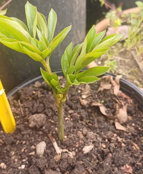Paeonia Lactiflora Şakayık Bitkisi
